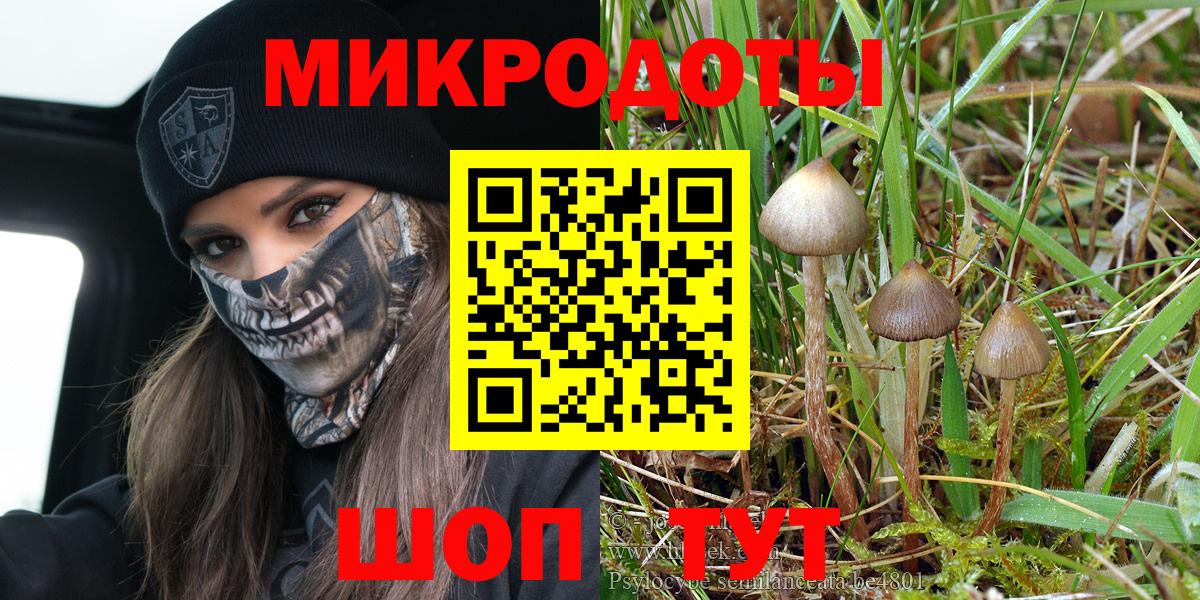 Галлюциногенные грибы Psilocybe Ейск